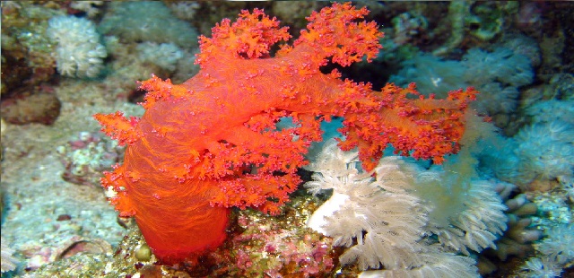Corallo