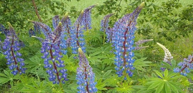 Lupinus Polyphyllus