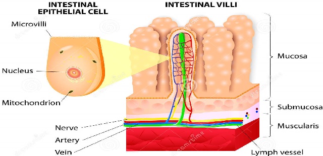 Villi Intestinali