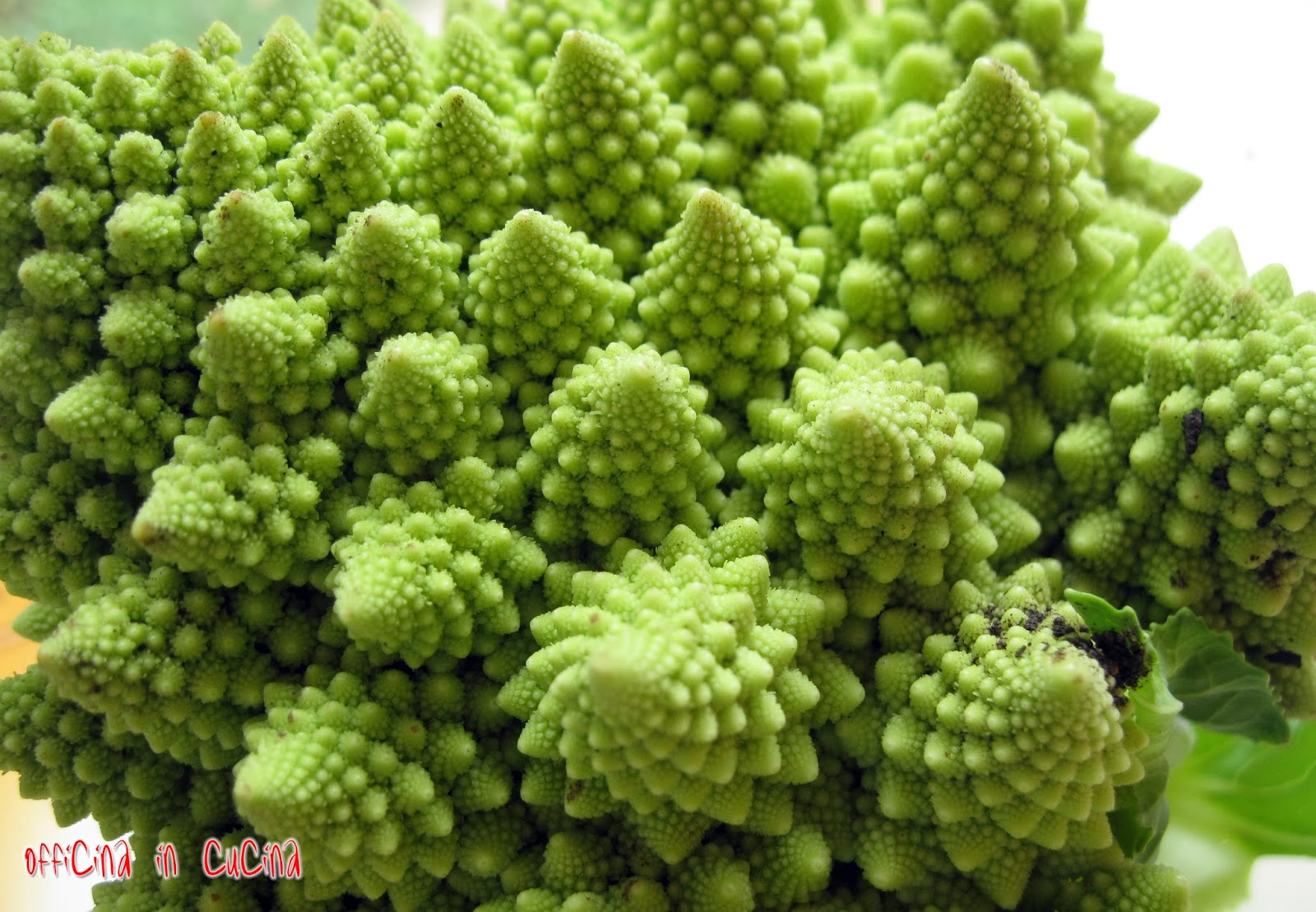 Cavolo Romanesco